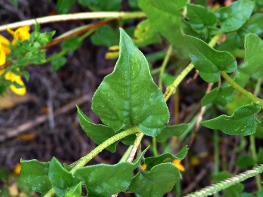{Helianthus debilis ssp. cucumerifolius}